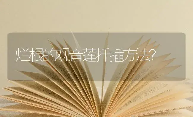 烂根的观音莲扦插方法？ | 多肉养殖