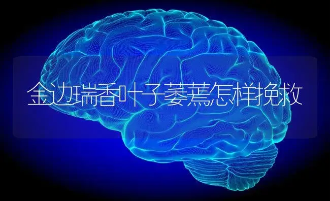 金边瑞香叶子萎蔫怎样挽救 | 特种种植