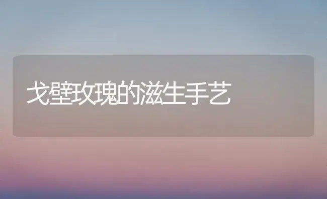 戈壁玫瑰的滋生手艺 | 家庭养花