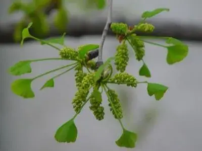 银杏花的花语及含义