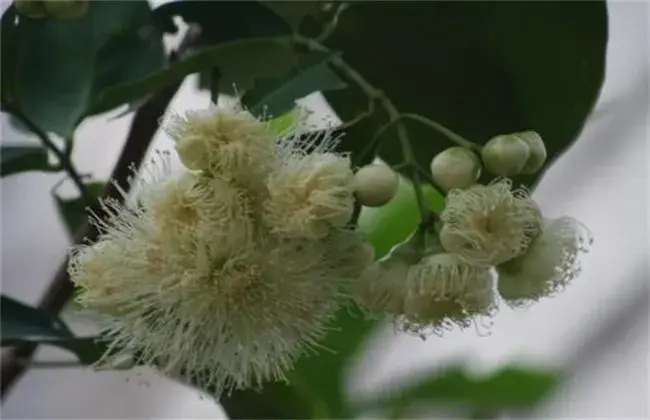 怎样促使莲雾花芽分化