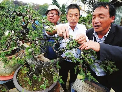 盆栽修剪 | 桩景树种及修剪方法