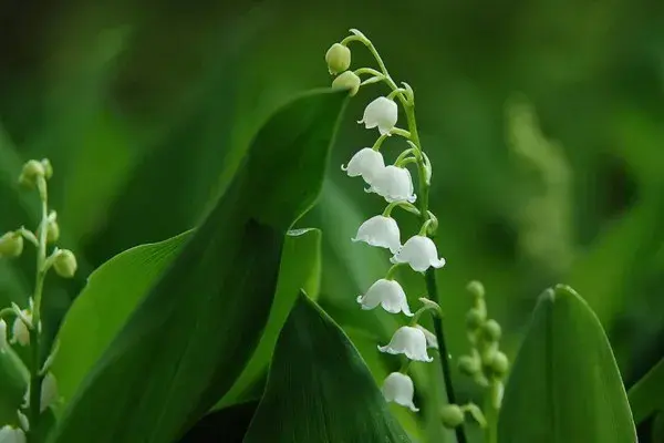 铃兰花的花语