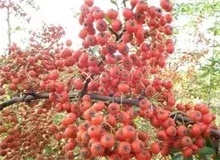 山楂花腐病的发病规律