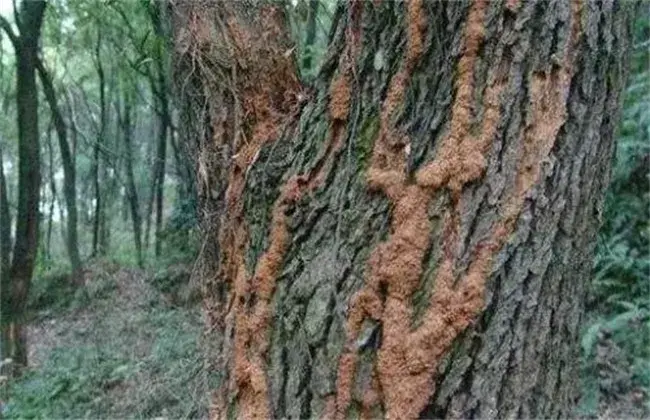 果树腐烂病出现 因素