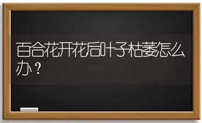 百合花开花后叶子枯萎怎么办？ | 绿植常识