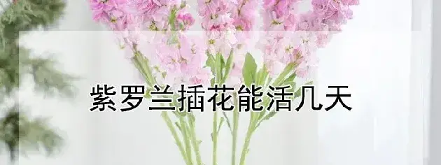 紫罗兰插花能活几天