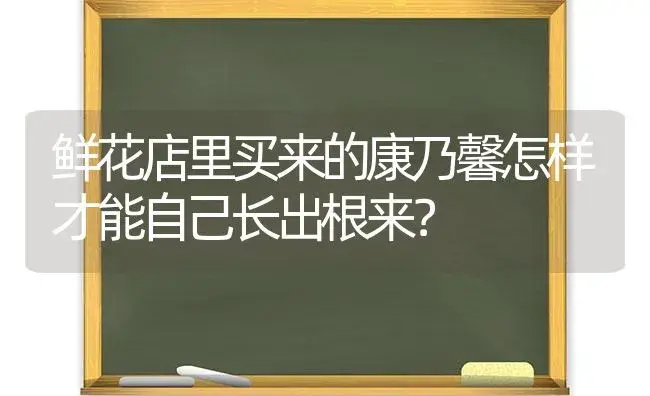 鲜花店里买来的康乃馨怎样才能自己长出根来？ | 绿植常识