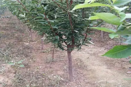 香槟玫瑰花语是什么，送女友送爱人的花语自撰