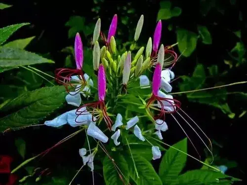 花卉果蔬盆景 | 盆栽醉蝶花种植技术