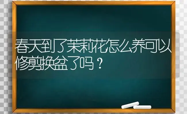 春天到了茉莉花怎么养可以修剪换盆了吗？ | 绿植常识