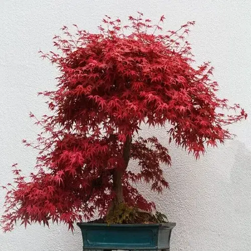 盆景知识 | 鸡爪槭盆栽的变种及特点