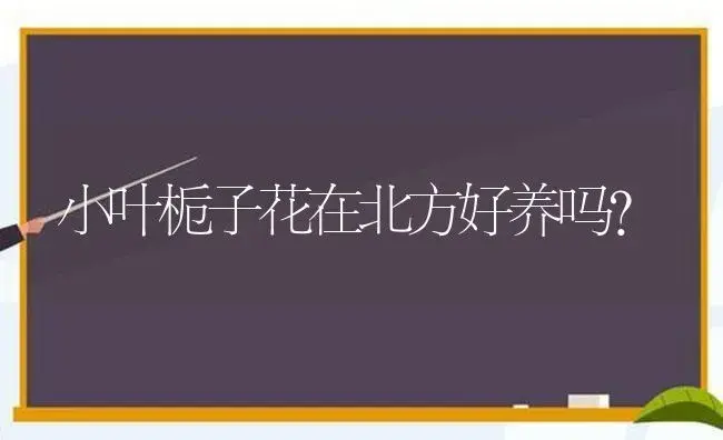 小叶栀子花在北方好养吗？ | 绿植常识