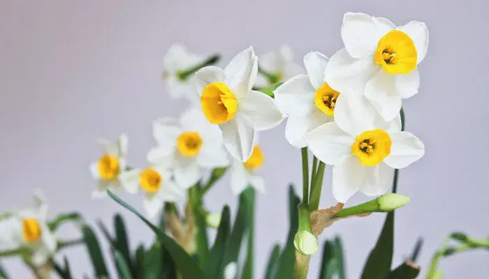 水仙花花语是什么 水仙花花语是什么意思