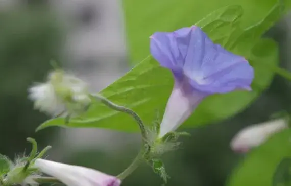 牵牛花花语有哪些？