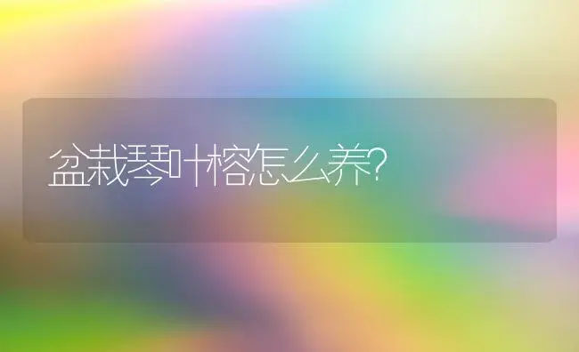 盆栽琴叶榕怎么养？ | 家庭养花