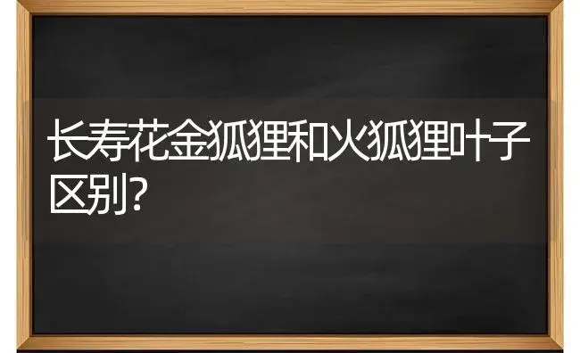 长寿花金狐狸和火狐狸叶子区别？ | 多肉养殖