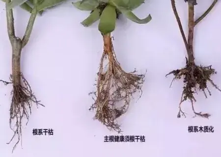 盆栽修剪 | 多肉植物如何修根