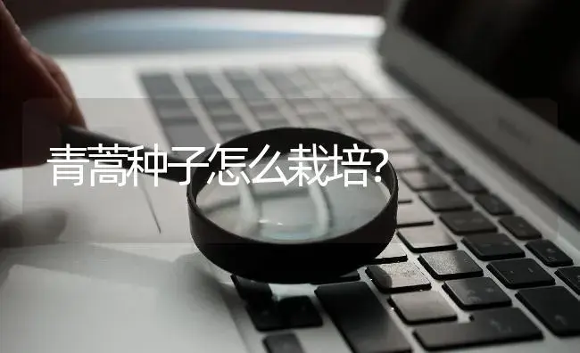 青蒿种子怎么栽培？ | 药材种植