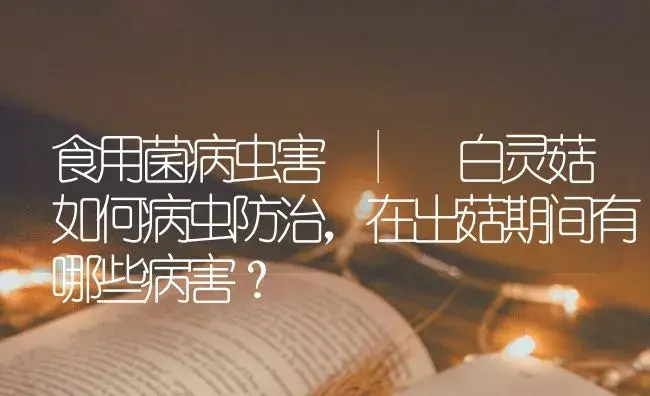 白灵菇如何病虫防治，在出菇期间有哪些病害？ | 菌菇种植