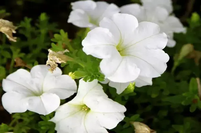 月光花的花语是什么，有哪些种植方法？(6朵玫瑰花的含义是什么)