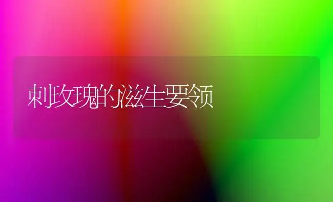 刺玫瑰的滋生要领 | 家庭养花