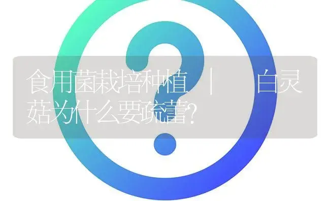 白灵菇为什么要疏蕾？ | 菌菇种植