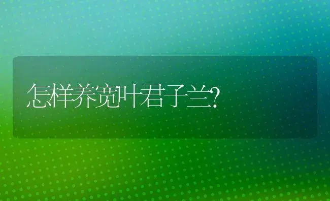 怎样养宽叶君子兰？ | 绿植常识