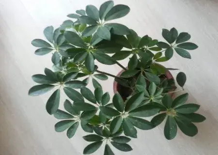 盆栽施肥 | 盆栽鸭掌木的施肥方法