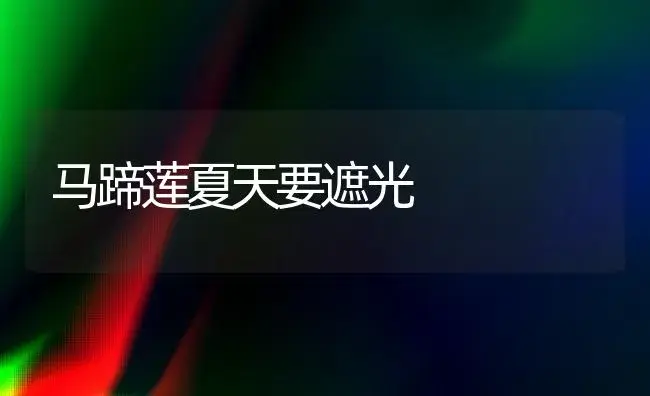马蹄莲夏天要遮光 | 家庭养花
