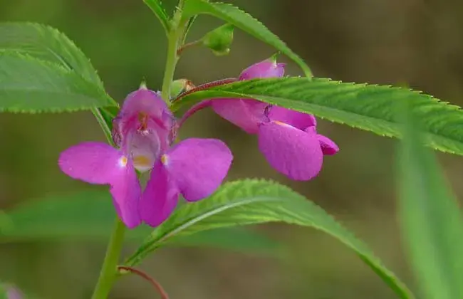 凤仙花的花语是什么？