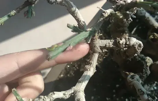 盆景知识 | 教你如何去判断迎春盆景是否更值钱