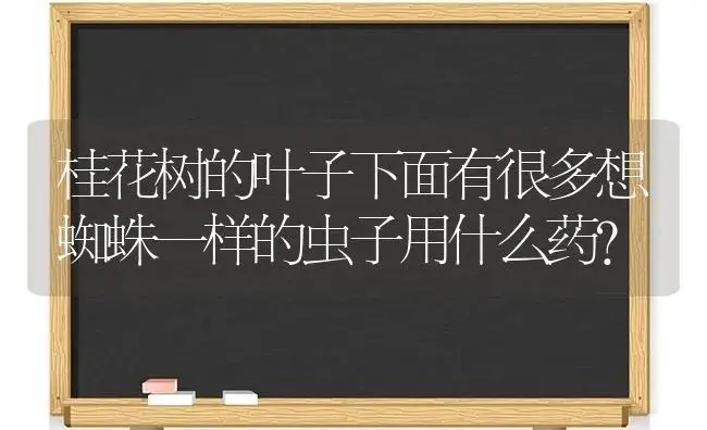 桂花树的叶子下面有很多想蜘蛛一样的虫子用什么药？ | 绿植常识