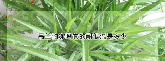 吊兰怕冻吗它的耐低温是多少