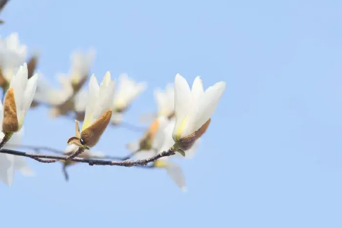 白兰花的寓意和花语