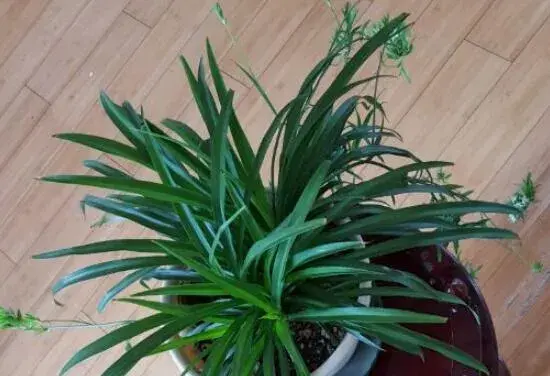 青叶吊兰会开花吗，青叶吊兰花语和传说/6月开花开到8月