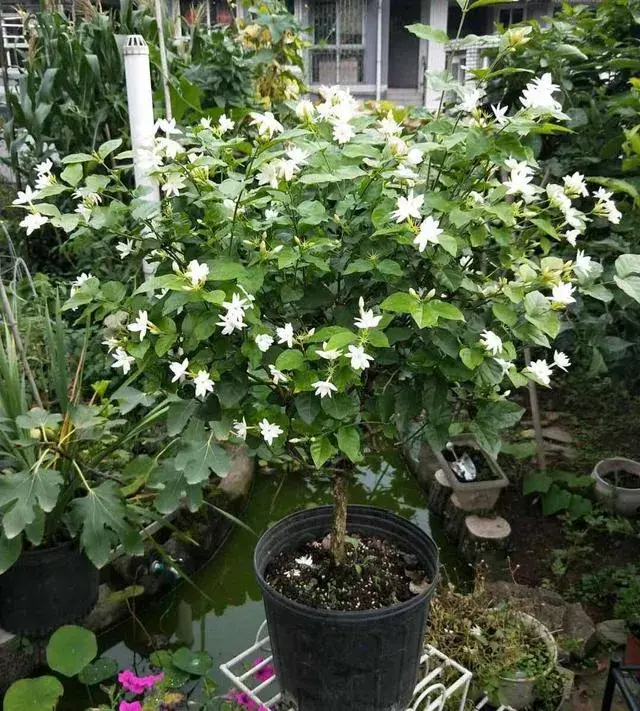 木本茉莉花的养殖方法？