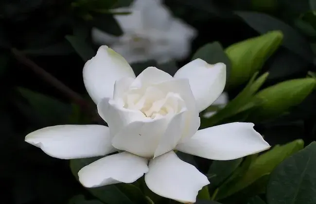 栀子花叶片发黑怎样解决