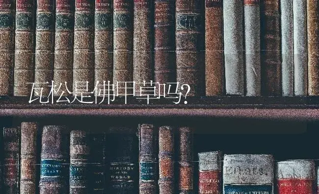 瓦松是佛甲草吗？ | 多肉养殖