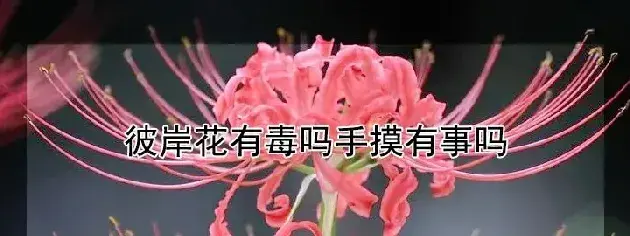 彼岸花有毒吗手摸有事吗