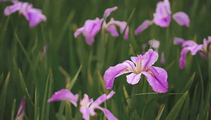 鸢尾花的花语和象征