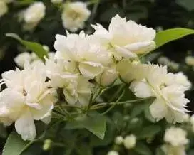 茉香花的介绍？