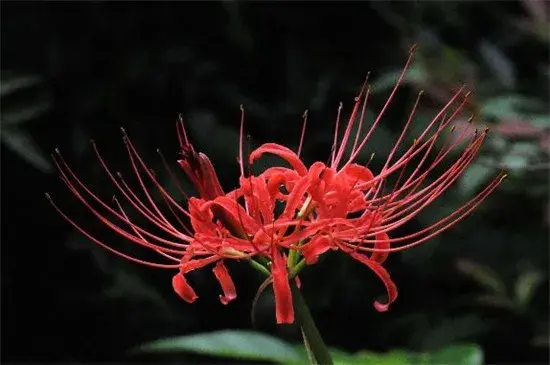 什么花的花语是毁灭，盘点十种象征毁灭死亡的花朵