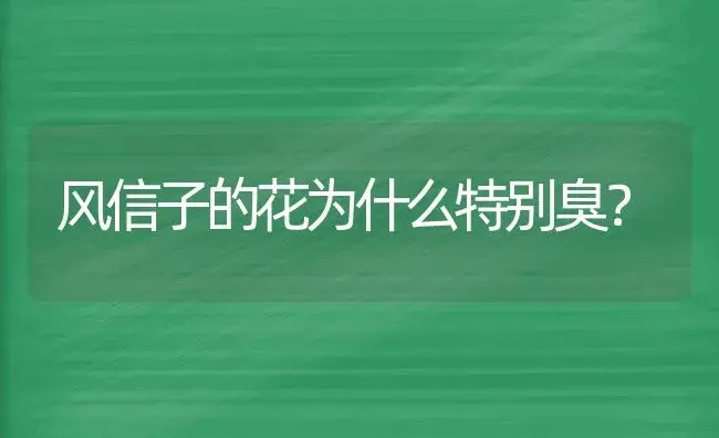 风信子的花为什么特别臭？ | 绿植常识