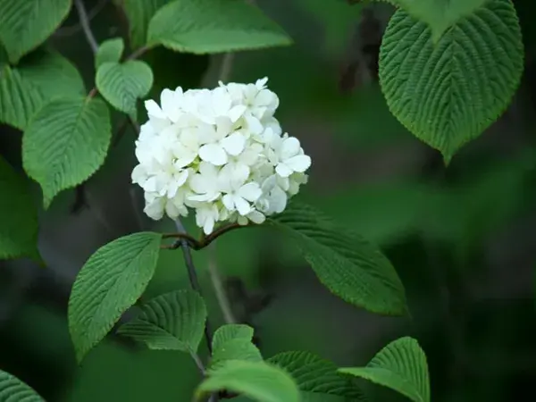 石楠花花语有哪些？