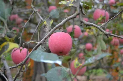 用苹果籽怎么种苹果树？