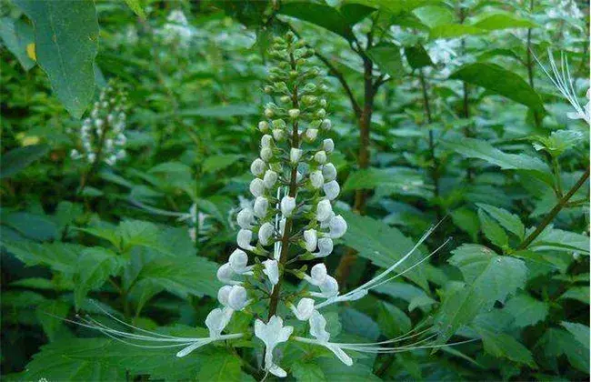 猫须草的栽培堤防事项