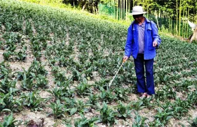 紫菀怎么栽培