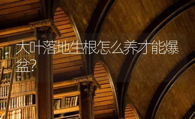 大叶落地生根怎么养才能爆盆？ | 多肉养殖