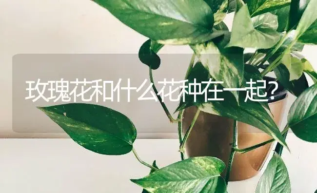 玫瑰花和什么花种在一起？ | 绿植常识